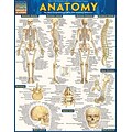 BarCharts, Inc. QuickStudy® Anatomy Poster Reference Set (9781423230717)