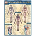 BarCharts, Inc. QuickStudy® Anatomy Reference Set (9781423230397)