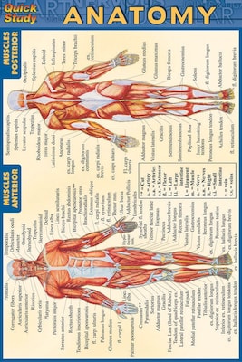 BarCharts, Inc. QuickStudy® Anatomy 4x6 Pocket Reference Set (9781423230410)