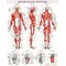 BarCharts, Inc. QuickStudy® Muscular System Poster Reference Set (9781423230731)