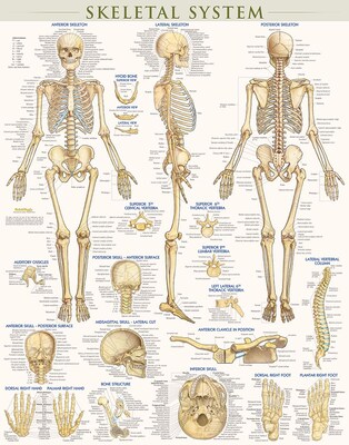 BarCharts, Inc. QuickStudy® Skeletal System Poster Reference Set (9781423230748)