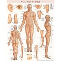 BarCharts, Inc. QuickStudy® Acupressure Poster Reference Set (9781423230762)