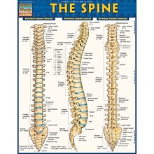 BarCharts, Inc. QuickStudy® Spine Poster Reference Set (9781423230755)