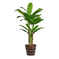 Vintage Home 80 Tall Banana Tree with Real Touch Leaves in Planter (VHX117216)