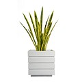 Vintage Home 41 Tall Snake Plant in Planter (VHX121211)