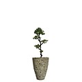 Vintage Home 62 Tall Yacca Tree in Planter (VHX122209)