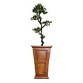Vintage Home 67 Tall Yacca Tree in Planter (VHX122210)
