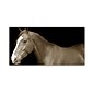 Trademark Fine Art ''Horse Portrait 2'' by Preston 10" x 19" Canvas Art (EM0530-C1019GG)