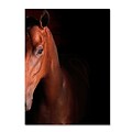 Trademark Fine Art Kentucky horse Intense by Preston 18 x 24 Canvas Art (EM0535-C1824GG)