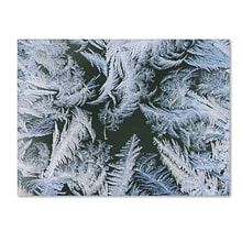 Trademark Fine Art Frost at Zero Degrees by Kurt Shaffer 24 x 32 Canvas Art (KS01069-C2432GG)