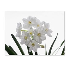 Trademark Fine Art Paper White Bouquet by Kurt Shaffer 18 x 24 Canvas Art (KS01076-C1824GG)