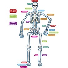 Teacher Created Resources, Human Skeleton Magnetic Accents, 40 Total Pieces (TCR77241)