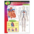 The Human Body–Cardiovascular System Learning Chart