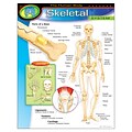 The Human Body–Skeletal System Learning Chart