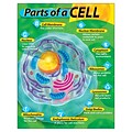 Parts of a Cell Learning Chart