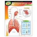 The Human Body–Respiratory System Learning Chart