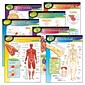 Trend® Learning Chart Combo Packs, The Human Body