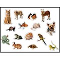 Carson-Dellosa Pets Photographic Shape Stickers