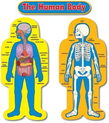 Carson-Dellosa Child-Size Human Body Bulletin Board Set
