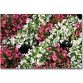 Trademark Global Kathie McCurdy Begonia Garden Canvas Art, 30 x 47