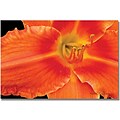 Trademark Global Kathie McCurdy Orange Day Lily Canvas Art, 18 x 24