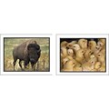 Key Education Photographic Language Development Cards; Favorite Animals