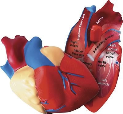 Learning Resources Cross Section Human Heart Model