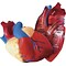Learning Resources Cross Section Human Heart Model