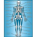 Skeleton Chart