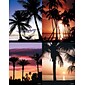 Generic Assorted Postcards; for Laser Printer; Palm Trees, 100/Pk