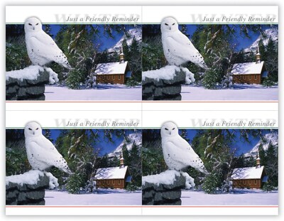 Generic Postcards; for Laser Printer; Owl in Tree, 100/Pk