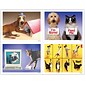 Veterinary Assorted Postcards; for Laser Printer; Funny Pets, 100/Pk
