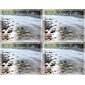 Scenic Postcards; for Laser Printer; River Scene, 100/Pk