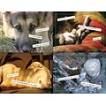 Veterinary Assorted Postcards; for Laser Printer; Way With Words, 100/Pk