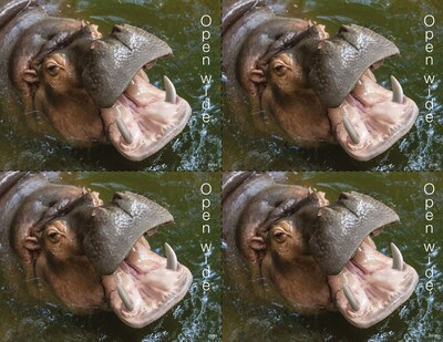 Medical Arts Press® Photo Image Laser Postcards; Back to School Hippo, 100/Pk