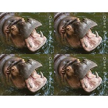 Medical Arts Press® Photo Image Laser Postcards; Back to School Hippo, 100/Pk