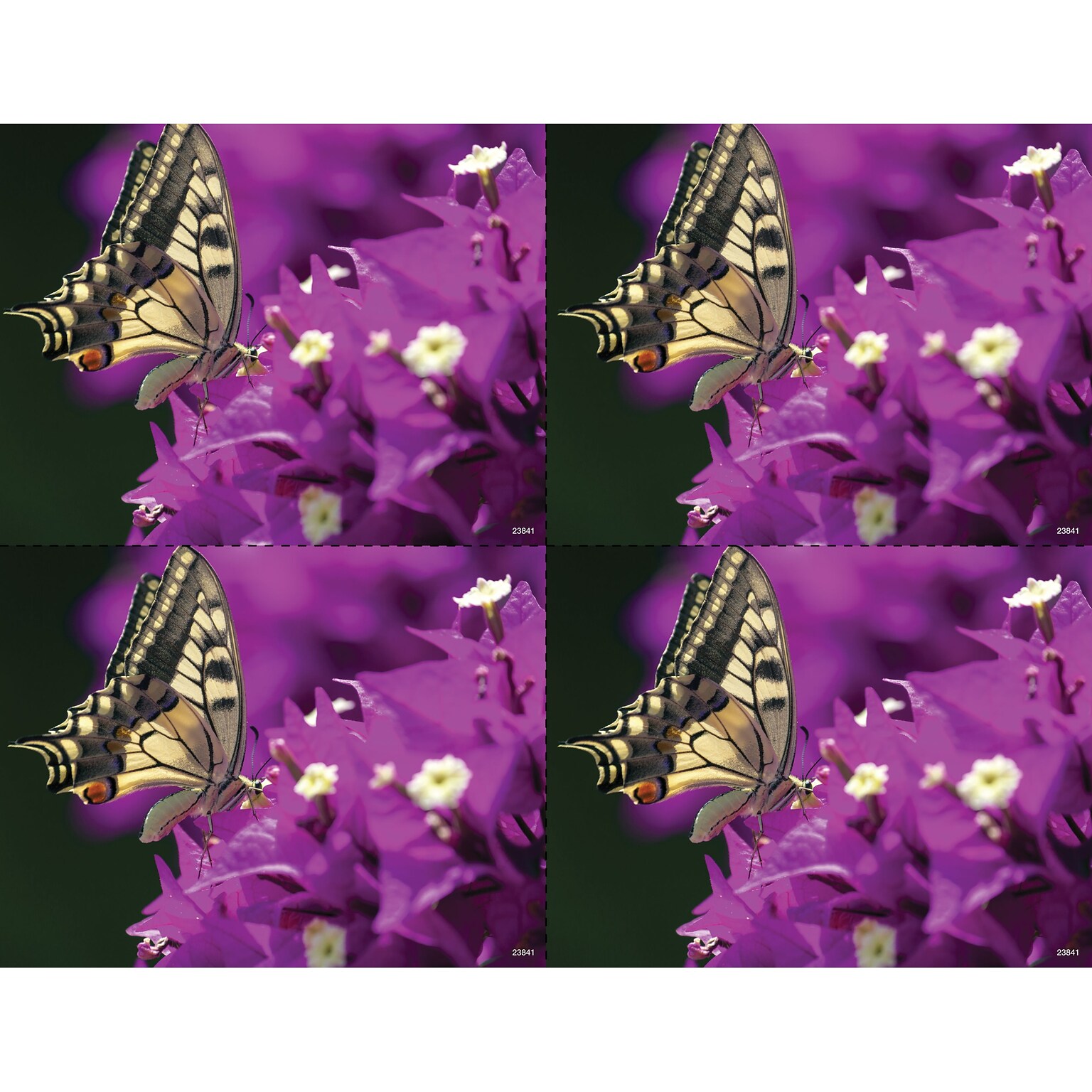Medical Arts Press® Photo Image Laser Postcards; Butterfly and Cyan Flower, 100/Pk