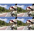 Medical Arts Press® Photo Image Postcards; for Laser Printer; Dog out Car Window, 100/Pk