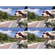 Medical Arts Press® Photo Image Postcards; for Laser Printer; Dog out Car Window, 100/Pk