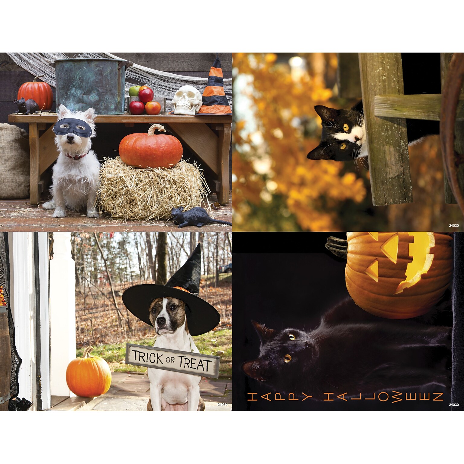 Medical Arts Press® Photo Image Assorted Postcards; for Laser Printer; Fall Seasonal Dogs and Cats, 100/Pk