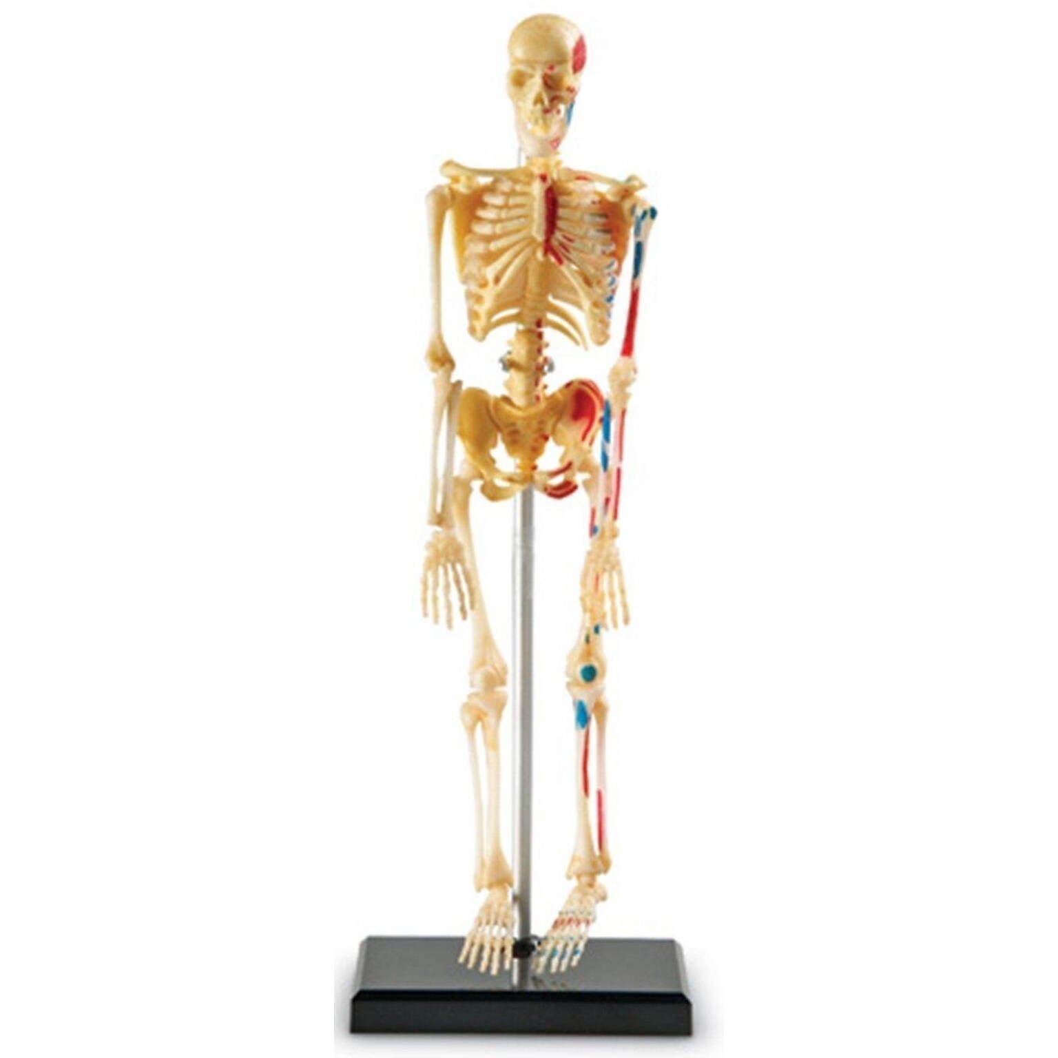 Learning Resources Skeleton Model (LER3337)