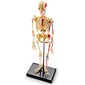 Learning Resources Skeleton Model (LER3337)