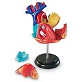 Learning Resources Heart Anatomy Model (LER3334)