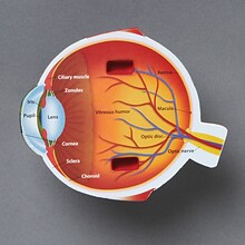 Learning Resources Cross Section Eye Model (LER1907)