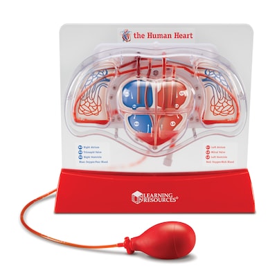 Learning Resources Pumping Heart Model (LER3535)
