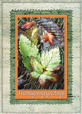Leaves Thanksgiving Seasonal Greetings Cards, With A7 Envelopes, 7 x 5, 25 Cards per Set