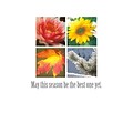 May This Season Be The Best One Yet Greeting Cards, With A7 Envelopes, 7 x 5, 25 Cards per Set