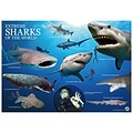 WILD! Science Extreme Science Kit, Sharks of the World (CTUWES942)