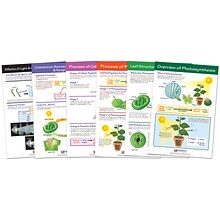 NewPath Learning Photosynthesis Bulletin Board Chart Set, Grades 3-5 (NP-947016)