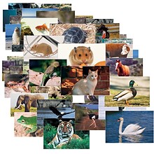 Stages Learning Materials 14 x 9 Animals & Insects Posters Mega Set, 14 x 19, Set of 48 (SLM921)